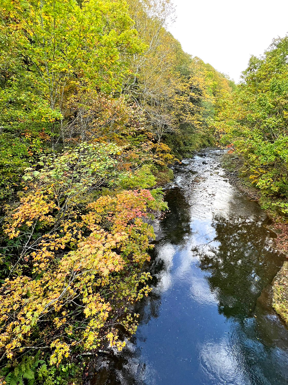 10月11日紅葉情報/October 11th Fall Foliage Update